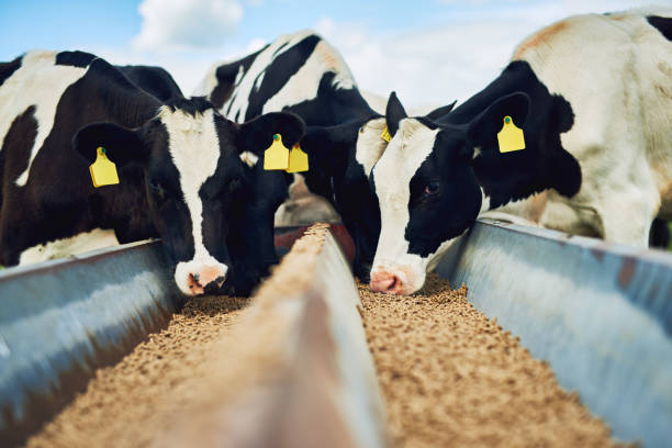 Cropped shot of a herd of cows feeding on a dairy farm